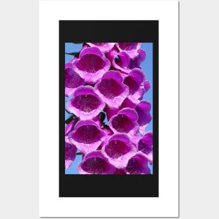 Foxglove Posters and Art